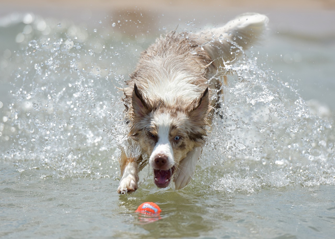 The Intelligence of Australian Shepherds